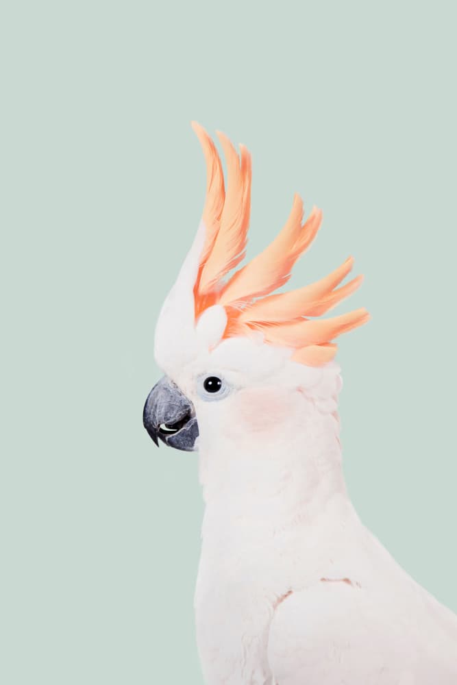 Cockatoo on Mint by Kathrin Pienaar — canvas wall art