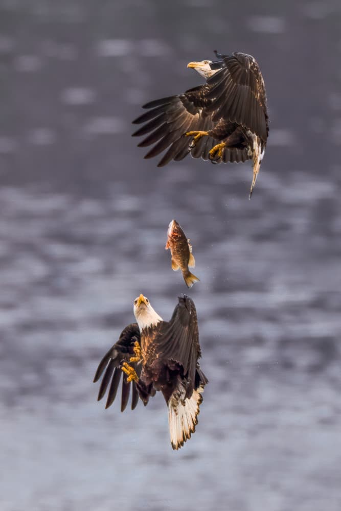 Eagles Fighting Over Fish by John Fan — canvas wall art