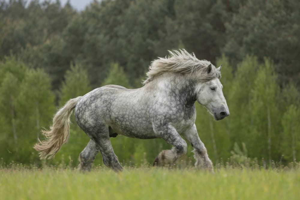 Running Dappled Horse by Izabela Ciepła — canvas wall art