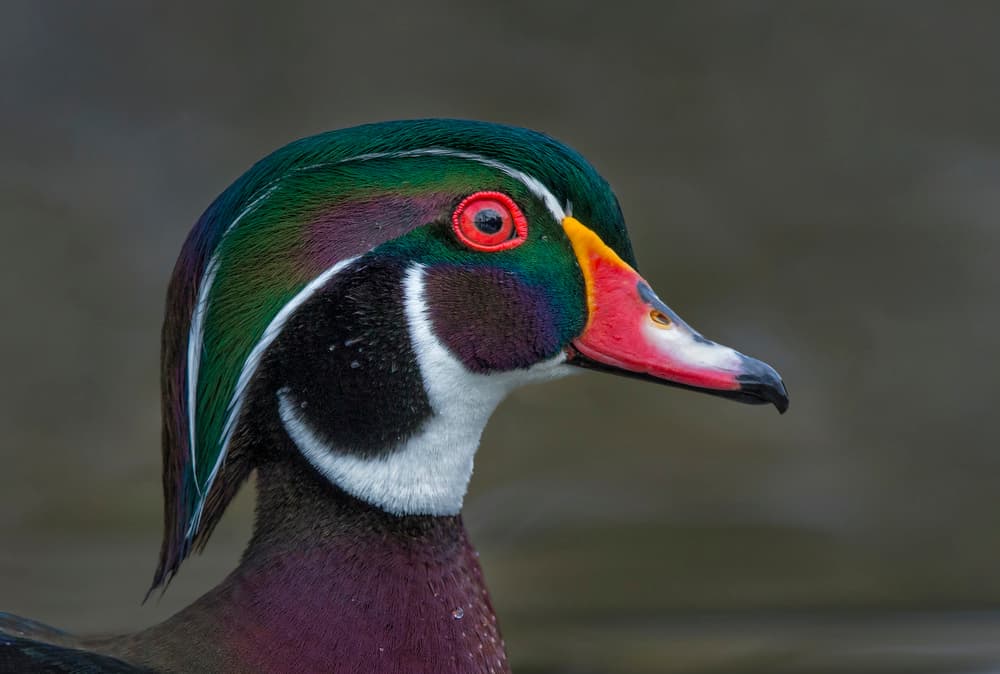 Vibrant Wood Duck Portrait by Greg Barsh — canvas wall art