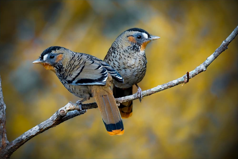 Feathered Friends Perched by Abdul Saleem — canvas wall art