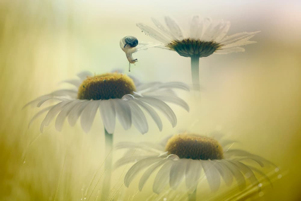 Snail's Daisy Climb by Jana Ajlec — canvas wall art
