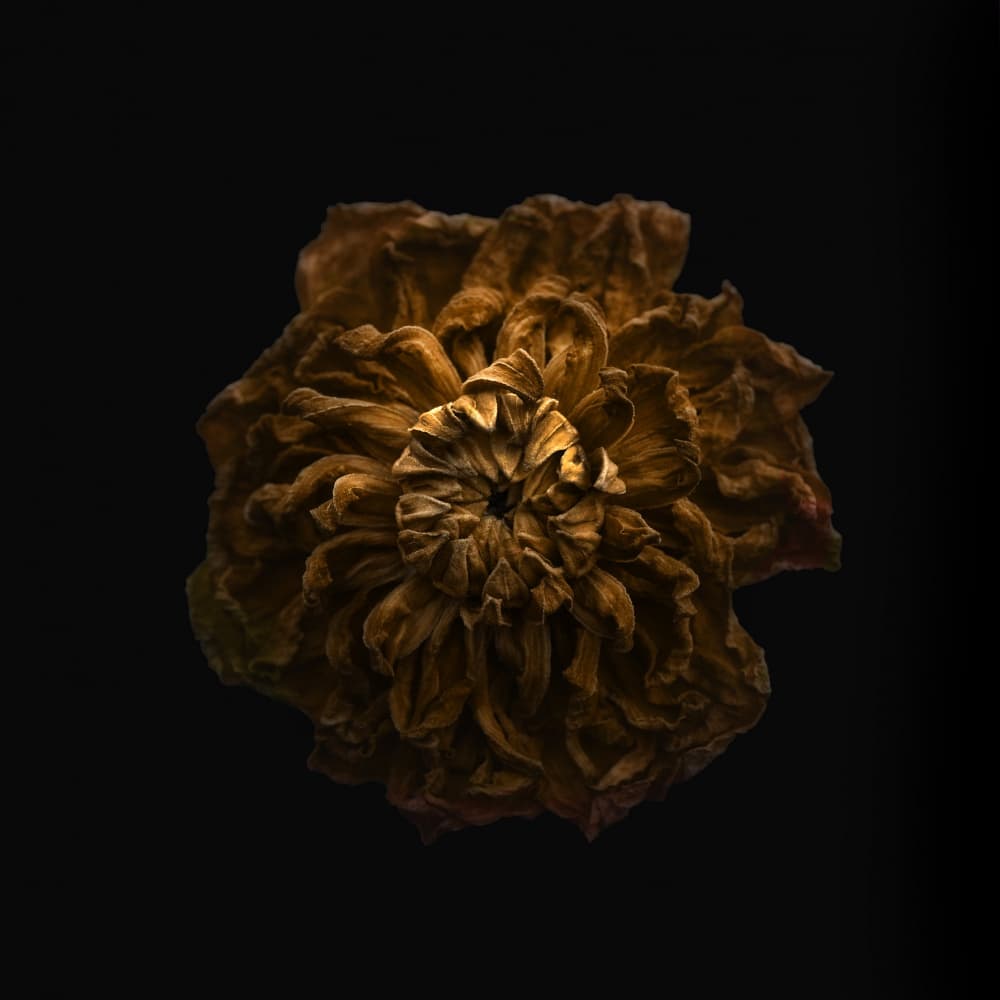 Withered Gold Blossom by Lotte Grønkjær — canvas wall art