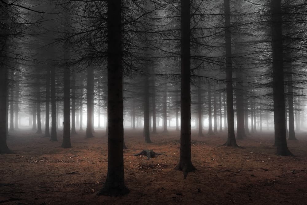 Deep Forest Mist by Dragisa Petrovic — canvas wall art