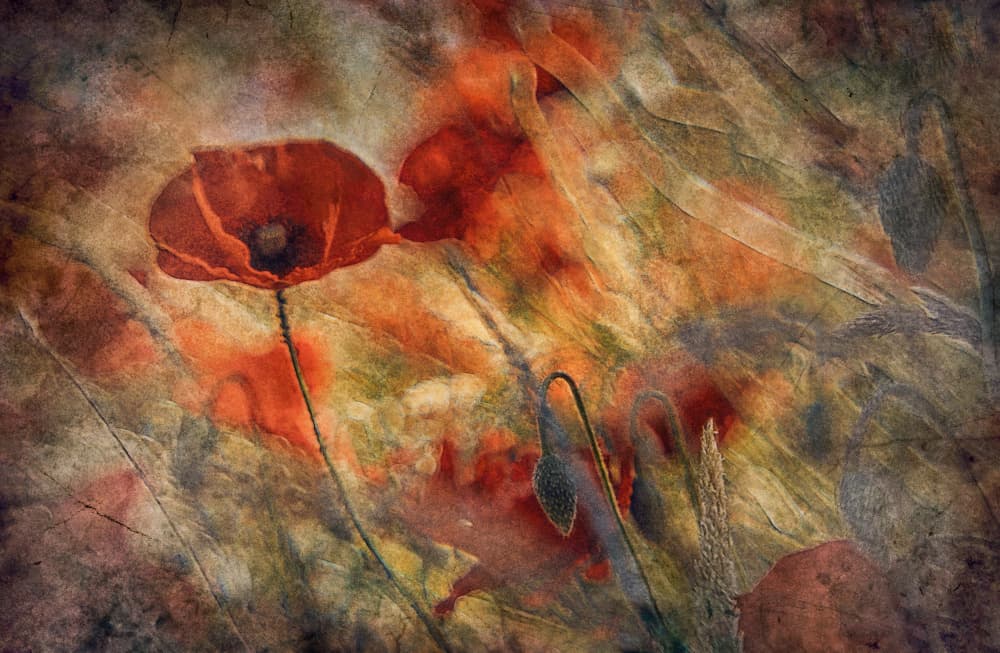 Vintage Red Poppies by Jan van der Linden — canvas wall art