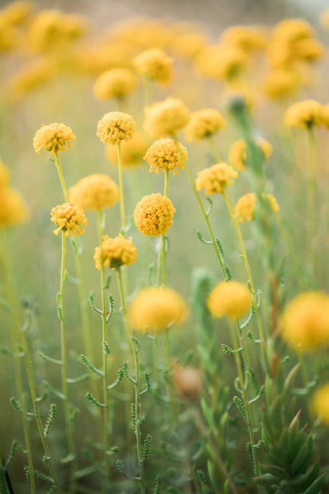 Golden Meadow Blooms by Javier Pardina — canvas wall art