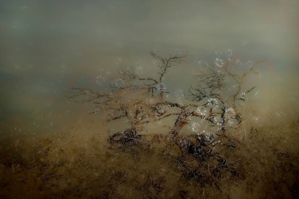 Old tree by Nel Talen — canvas wall art