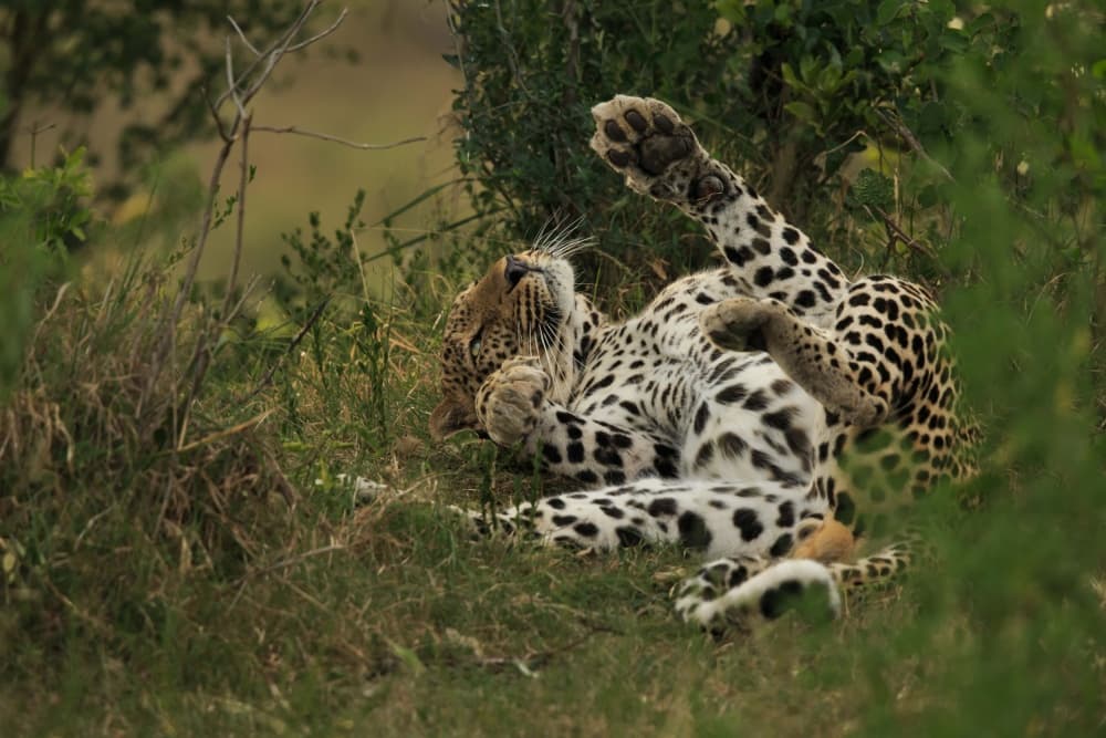 Playful Leopard Roll by Massimo Mei — canvas wall art