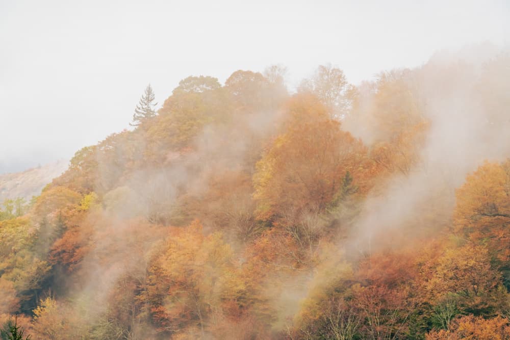 Misty Autumn Forest by Courtney Crane — canvas wall art