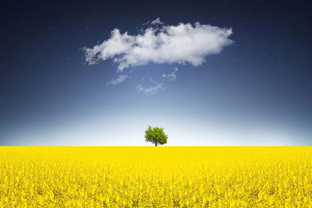Surreal Canola Field by Bess Hamiti — canvas wall art