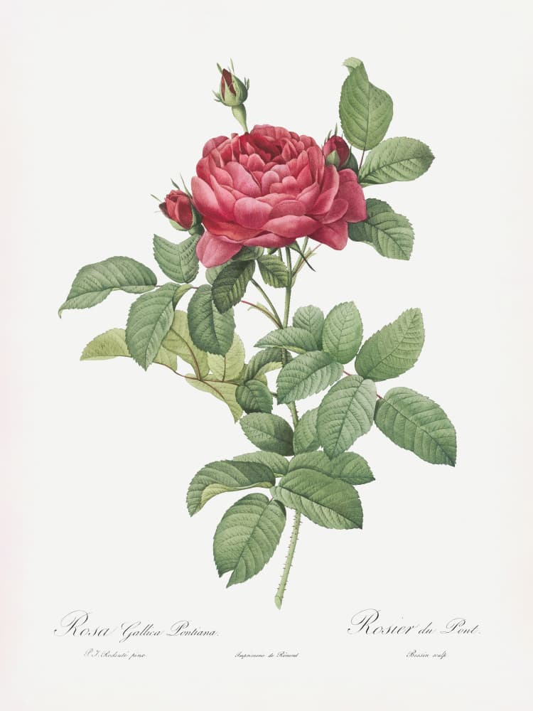Rosa Gallica Pontiana, Les Roses (1817–1824) by Pierre-Joseph Redoute — canvas wall art
