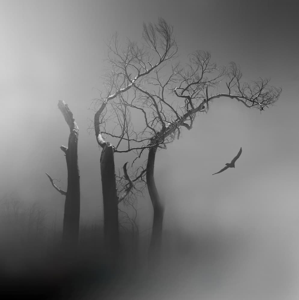 Lone Bird Misty Trees by Margaret Halaby — canvas wall art
