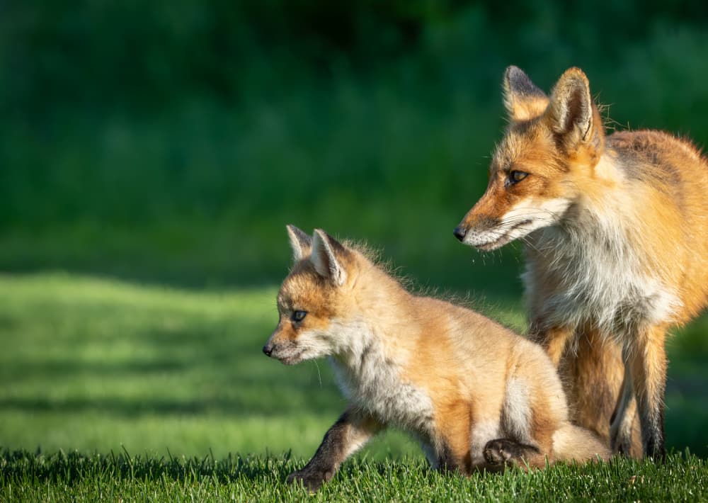 Mother Fox and Cub by Yemay Hsieh — canvas wall art