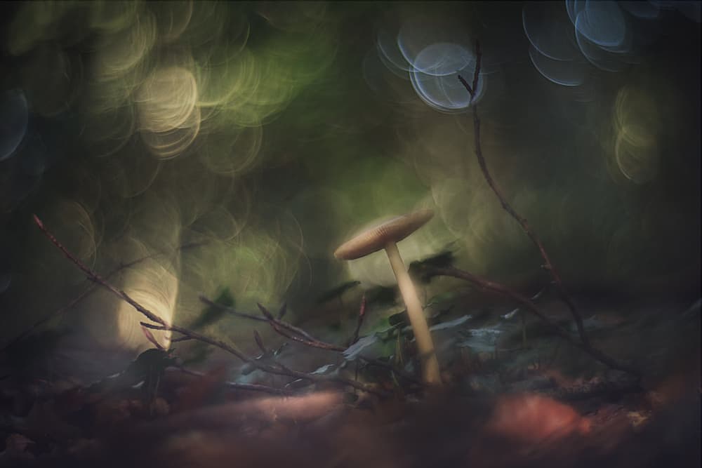 Magical Forest Mushroom by Jan van der Linden — canvas wall art
