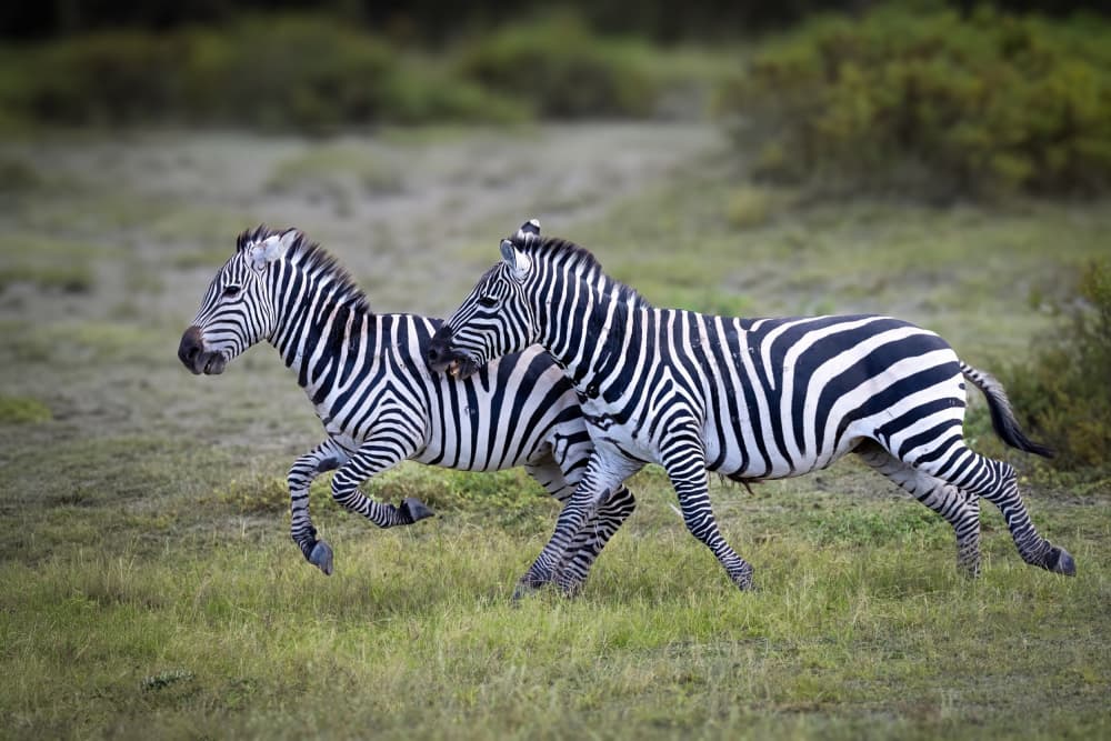 Playful Zebras Running by Mark Strom — canvas wall art