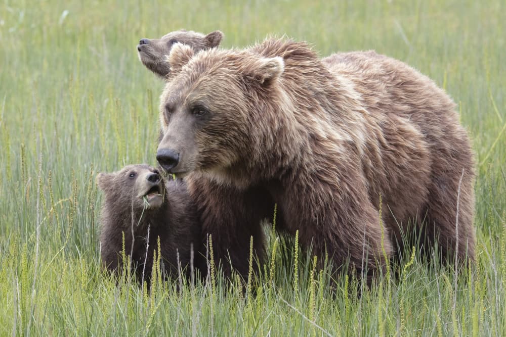 Grizzly Mama and Cubs by Linda D Lester — canvas wall art