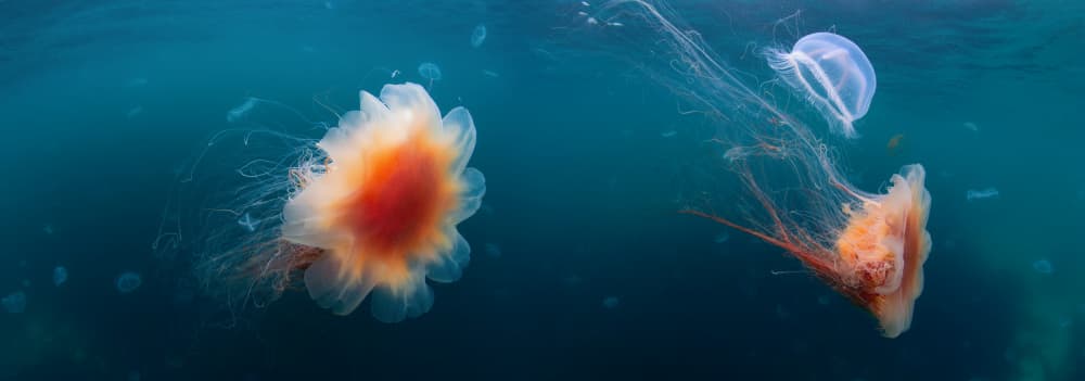 Vibrant Underwater Jellyfish by Andrey Narchuk — canvas wall art