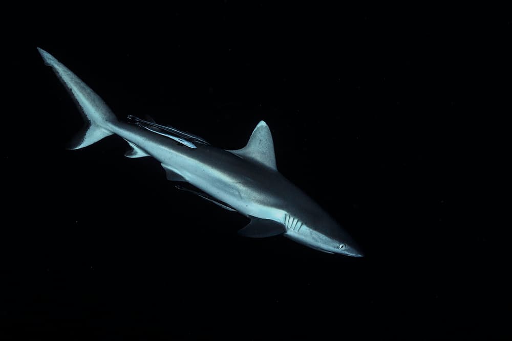 Powerful Ocean Shark by Barathieu Gabriel — canvas wall art