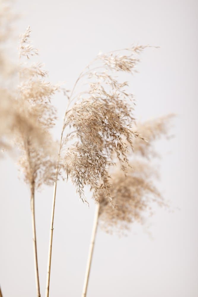 Soft Pampas Plumes by Pictufy Studio III — canvas wall art