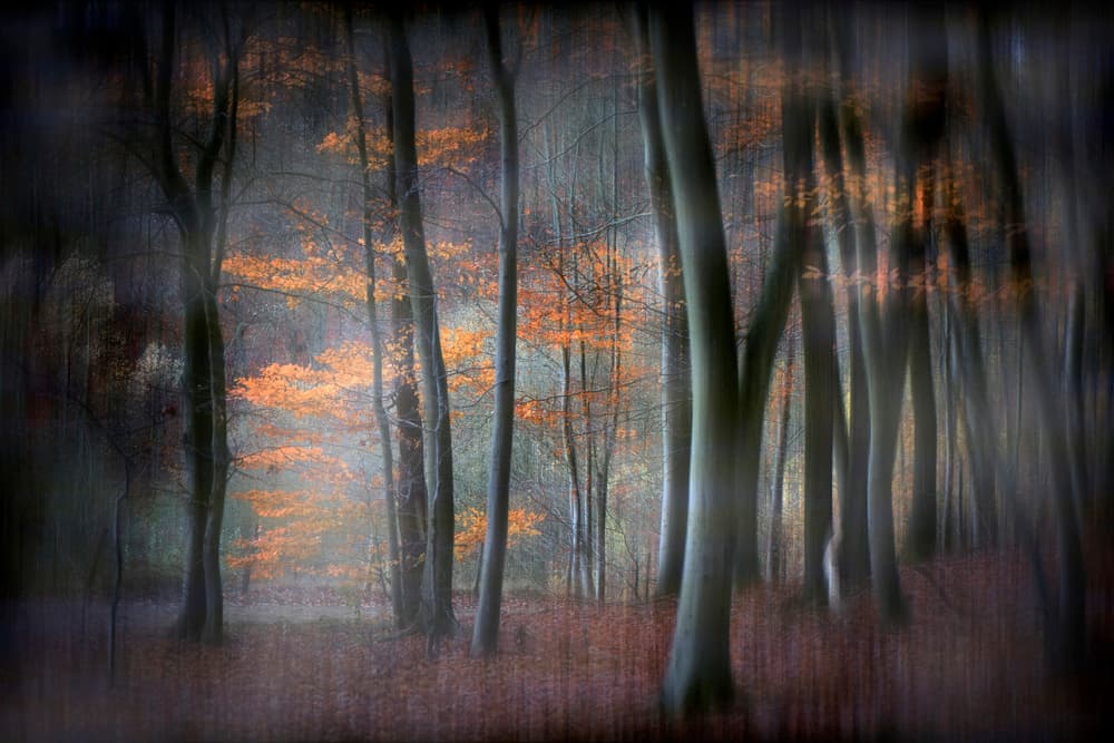 Enchanted Autumn Forest by Michel Romaggi — canvas wall art