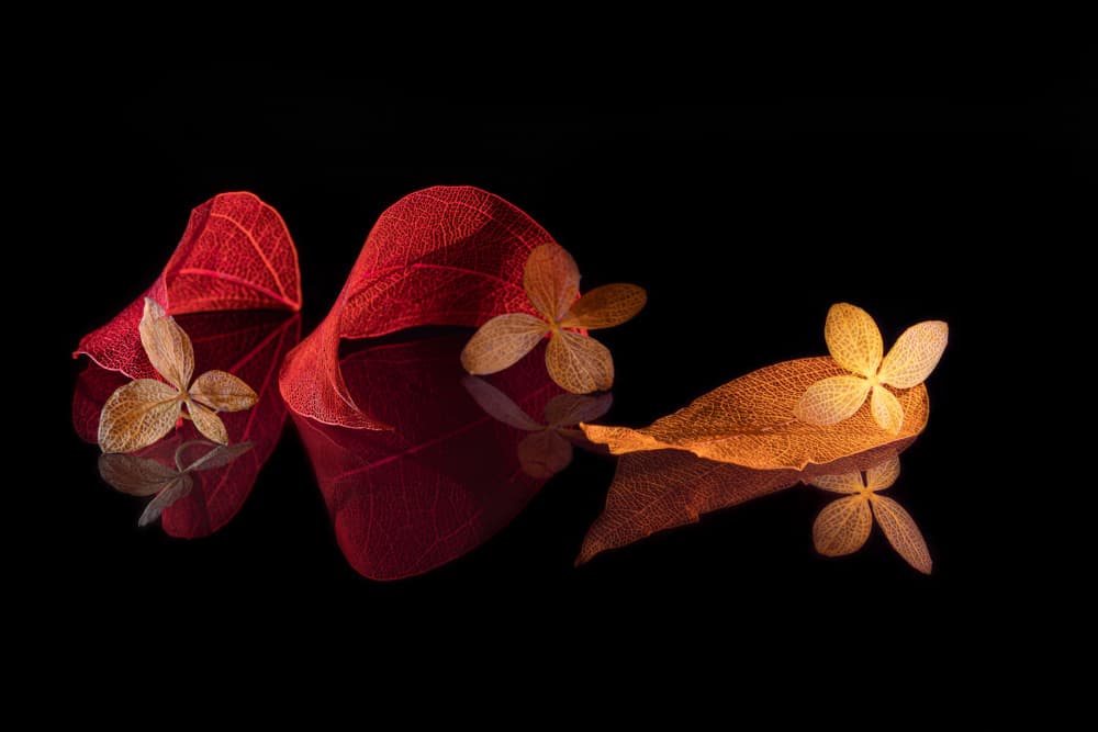 Glowing Delicate Leaves by Igor Kopcev — canvas wall art