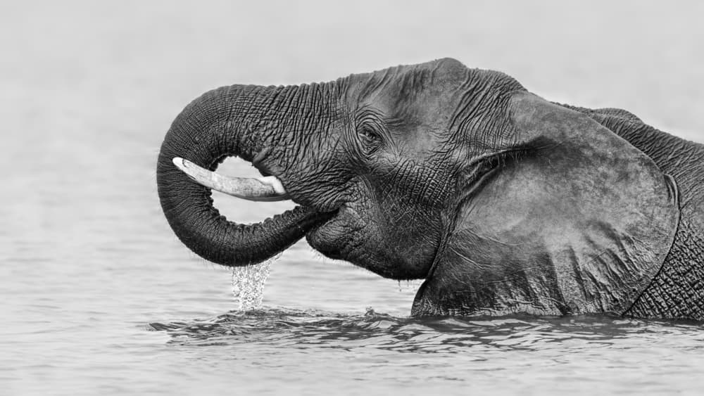 Majestic Elephant Drinking by Jun Zuo — canvas wall art