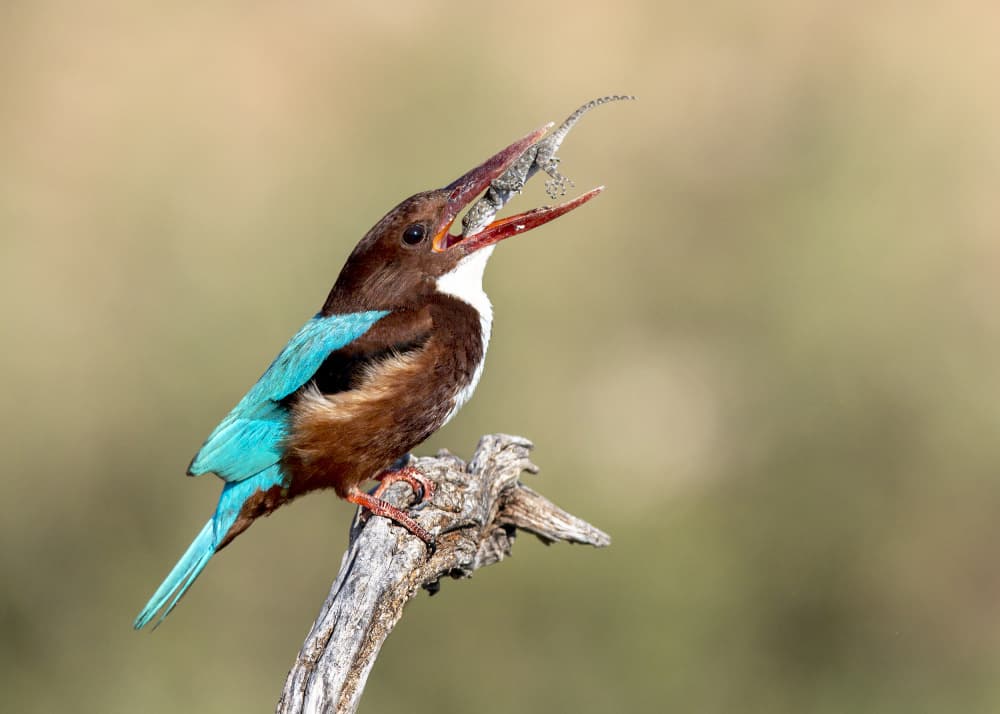 White-throated Kingfisher Catch by Eyal Amer — canvas wall art