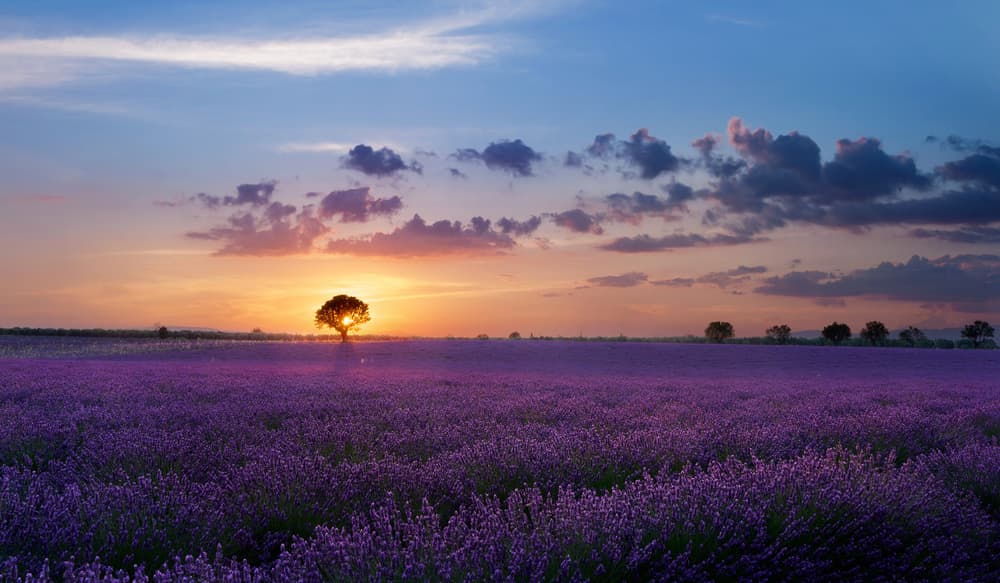 Golden Lavender Sunset by Paolo Bugnone — canvas wall art