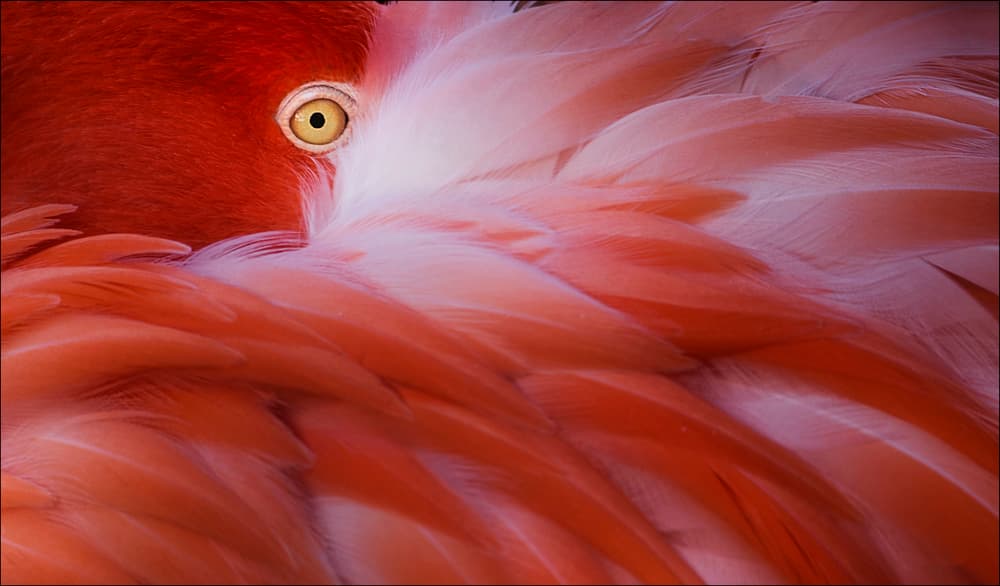 Flamingo's Gentle Gaze by Chris Coenders — canvas wall art
