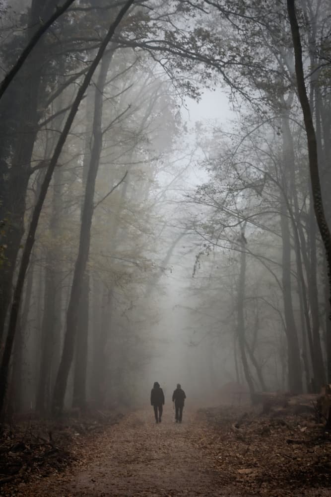 Foggy Forest Walk by Bojan Bencic — canvas wall art