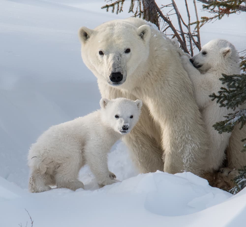 Snowy Polar Bear Family by Liwen Tao — canvas wall art