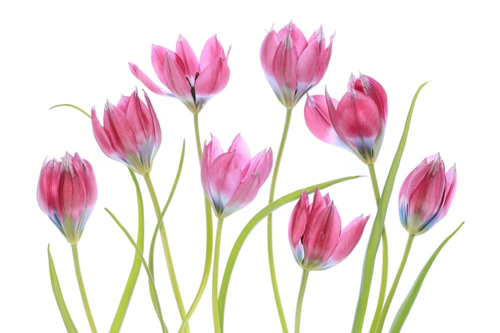 Tulip blush by Mandy Disher — canvas wall art