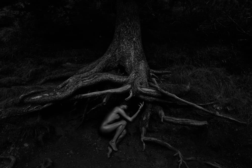 Forest Root Embrace by Patrick Odorizzi — canvas wall art