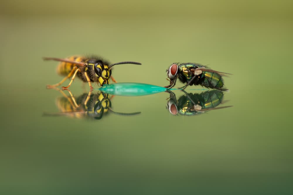 Wasp Fly Green Drop by Daan de Vos — canvas wall art