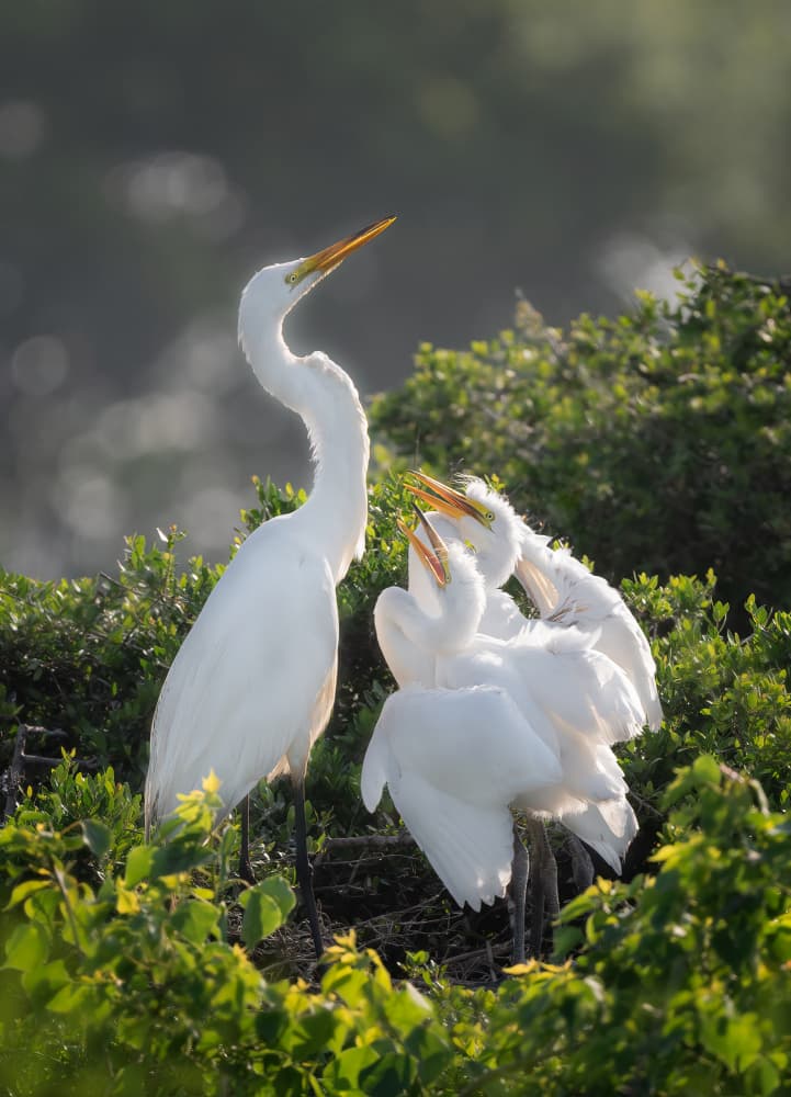 Egret Family Feeding by Vicki Lai — canvas wall art