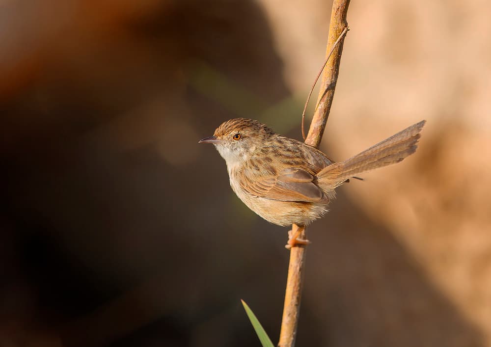 Delicate Bird Perch by Shlomo Waldmann — canvas wall art