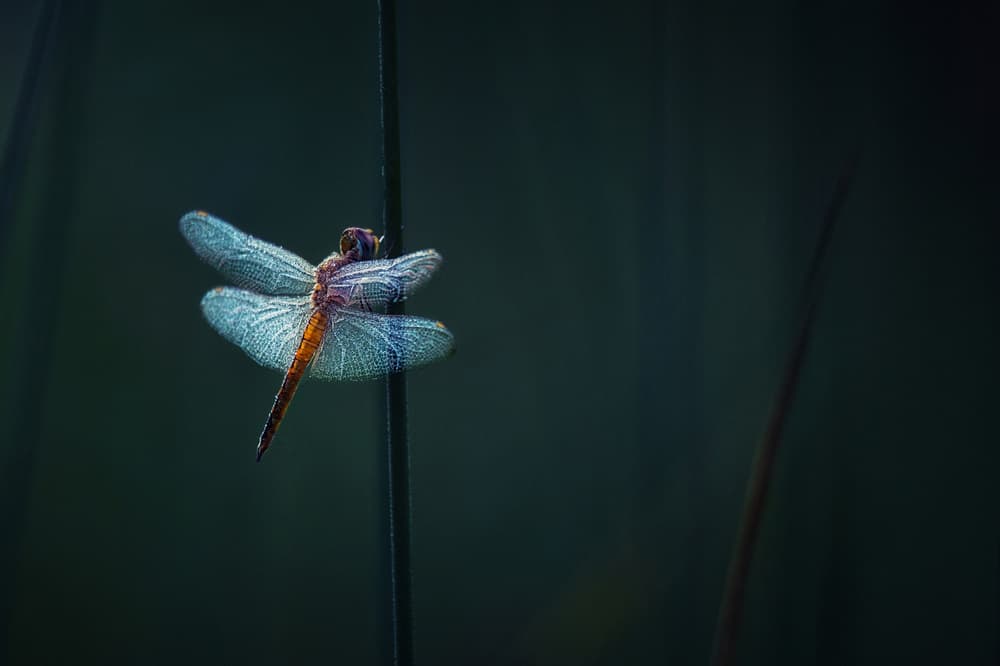 Dewy Morning Dragonfly by Takafumi Yamashita — canvas wall art