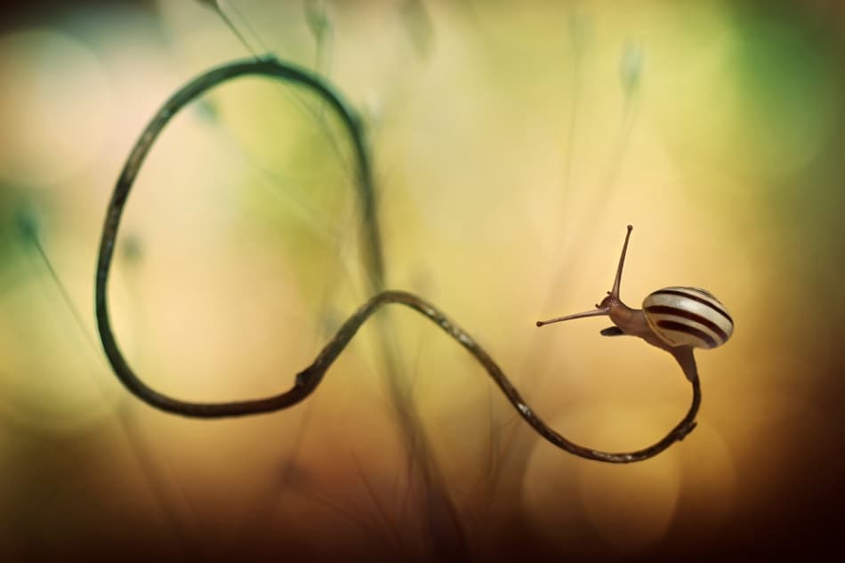 Snail's Gentle Journey by Mathieu Irthum — canvas wall art
