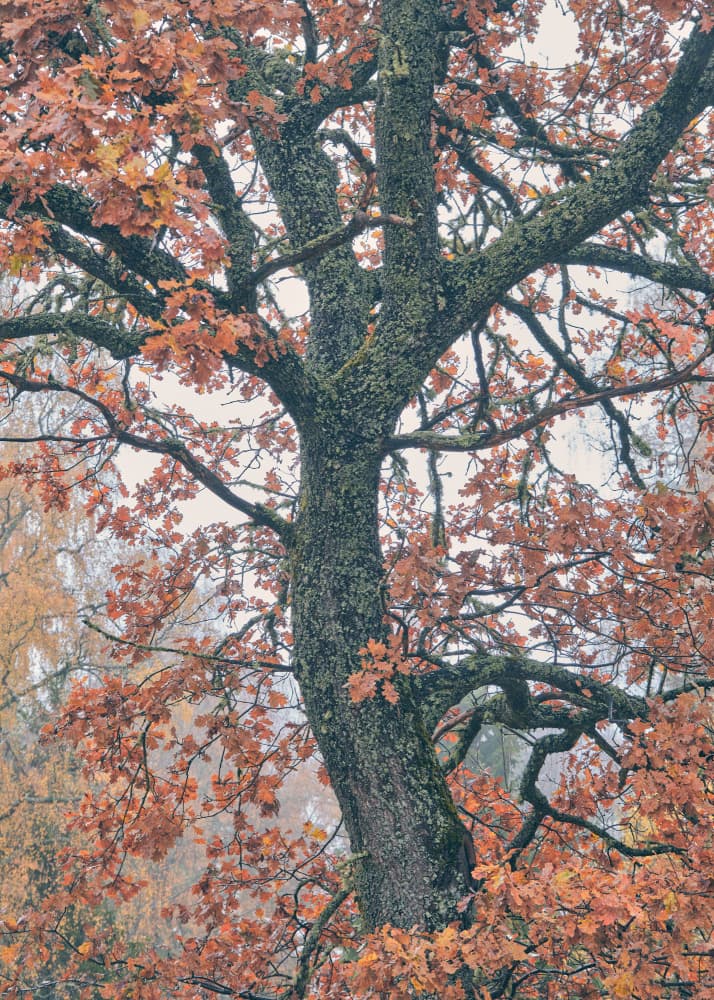 Misty Autumn Oak Tree by Hamed Bank — canvas wall art