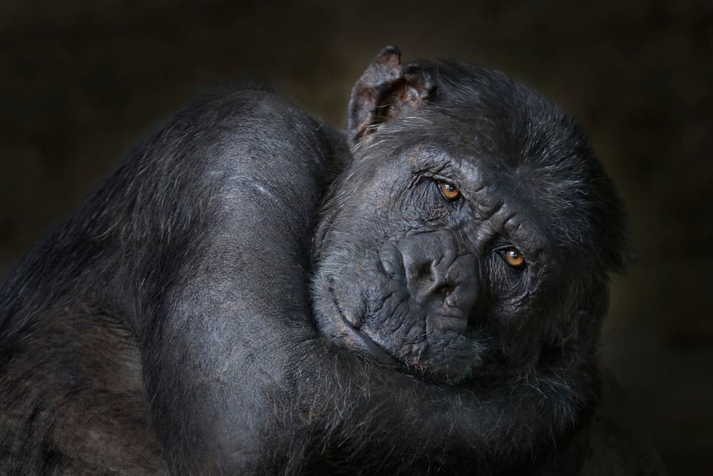 Thoughtful Chimpanzee Gaze by Carles Just — canvas wall art