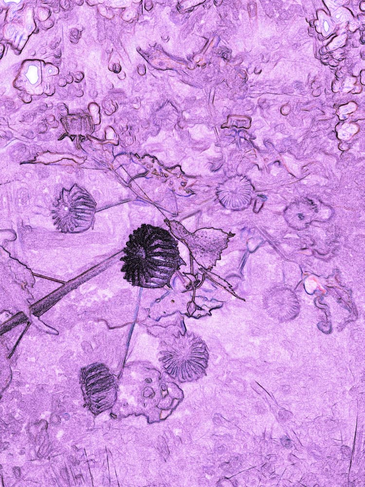 Dark Lavender Blossoms by Santhosh ch — canvas wall art