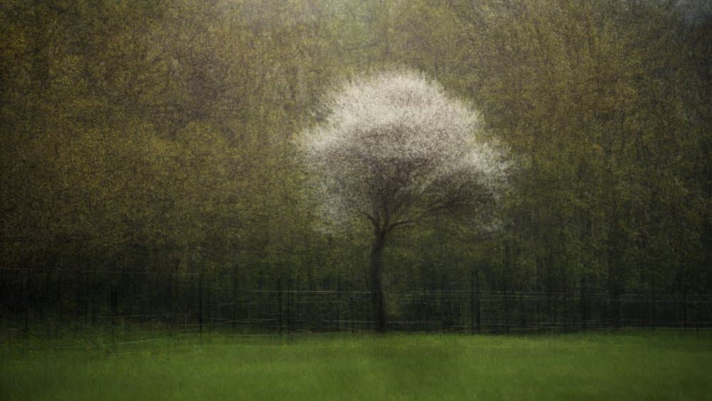 Dreamy Solitary Tree by Katarina Holmström — canvas wall art