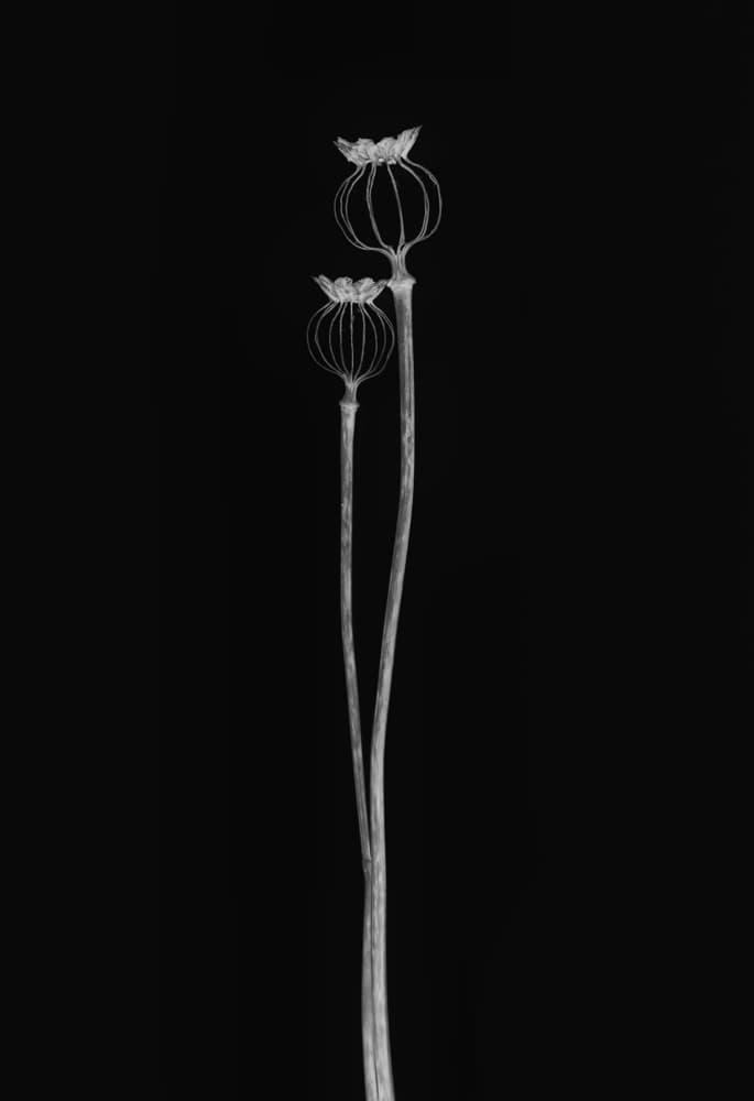 Delicate Poppy Pods by Lotte Grønkjær — canvas wall art