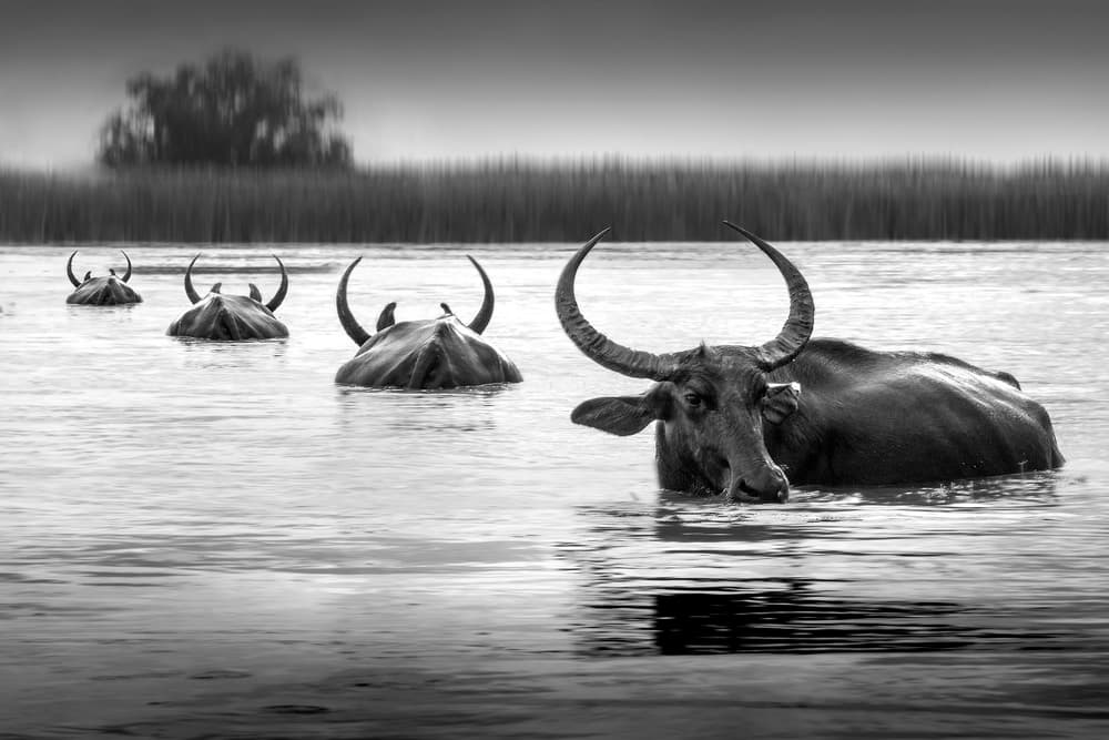 Majestic Water Buffalo Herd by Ekkachai Khemkum — canvas wall art