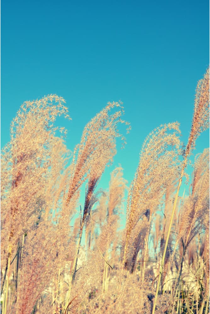 Golden Pampas Blue Sky by Jemma Morris — canvas wall art