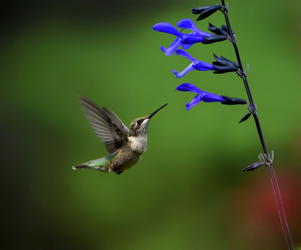 Hummingbird Blue Flower by Hannah & Wei — canvas wall art
