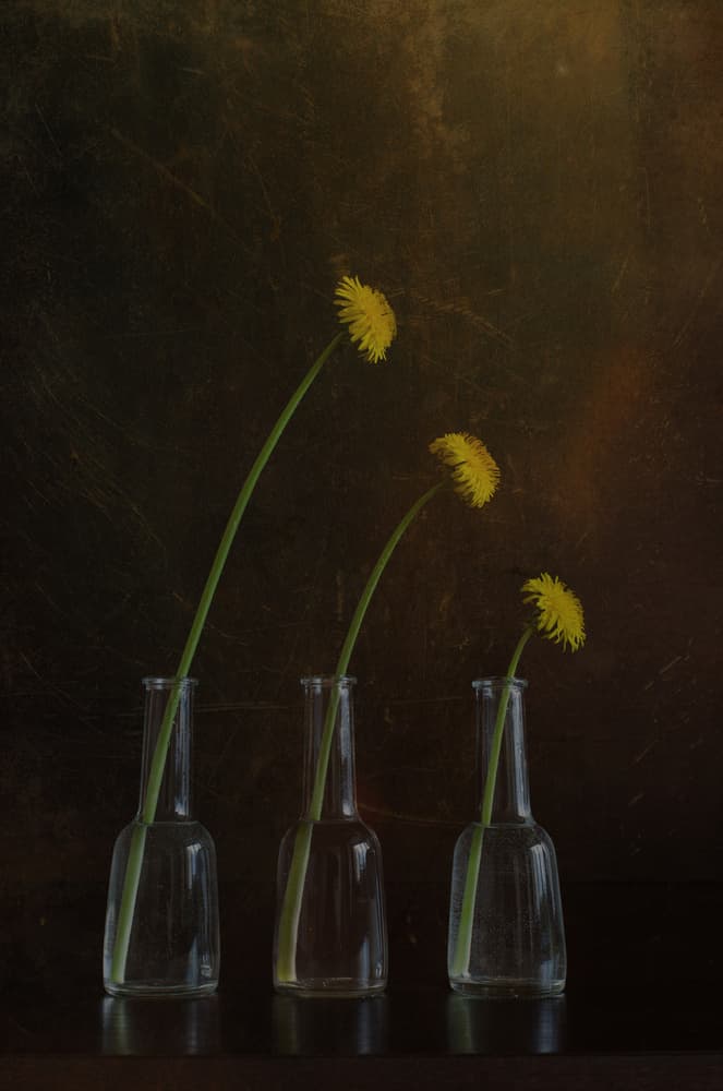 Golden Dandelion Trio by Galina Bunkova — canvas wall art