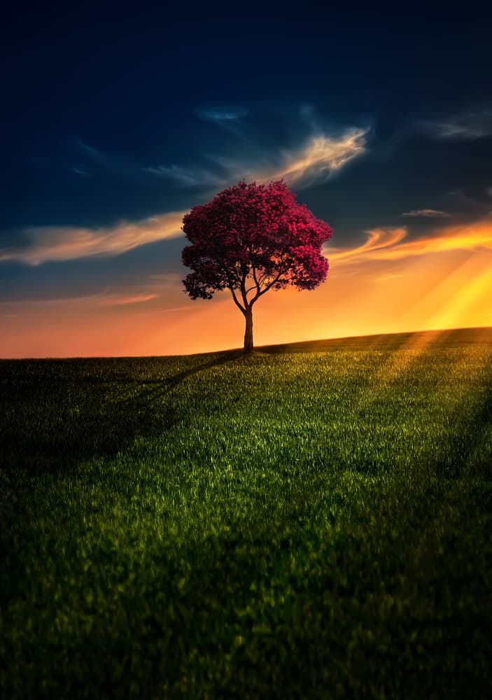 Vibrant Pink Tree Sunset by Bess Hamiti — canvas wall art