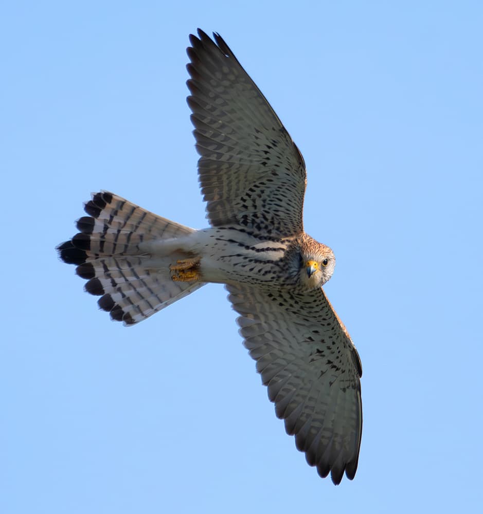 Soaring Kestrel Flight by Erik Engström — canvas wall art