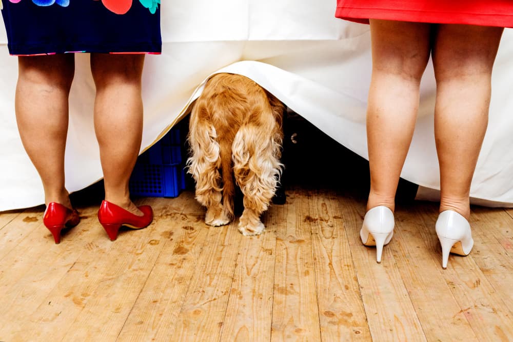 Party Dog Under Table by Kristof Claeys — canvas wall art